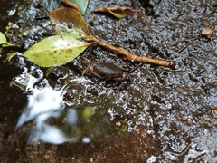 Pseudothelphusa dugesi