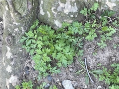 Artemisia vulgaris