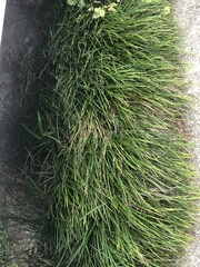 Helictotrichon sempervirens