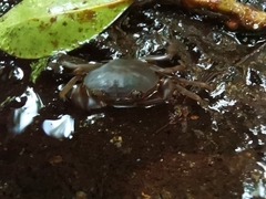 Pseudothelphusa dugesi