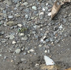 Paragomphus balneorum