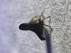 Glossonotus acuminatus