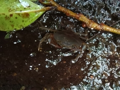 Pseudothelphusa dugesi