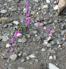 Paragomphus balneorum