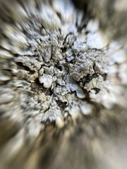 Lecanoromycetes