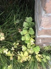 Trifolium repens repens