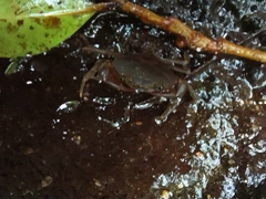 Pseudothelphusa dugesi