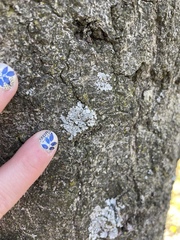 Lecanoromycetes