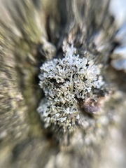 Lecanoromycetes