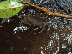 Pseudothelphusa dugesi