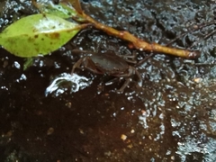 Pseudothelphusa dugesi