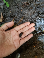 Pseudothelphusa dugesi