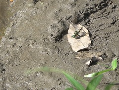 Paragomphus balneorum