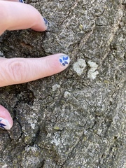 Lecanoromycetes