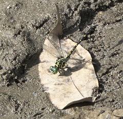 Paragomphus balneorum