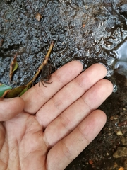 Pseudothelphusa dugesi