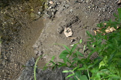 Paragomphus balneorum