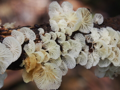 Marasmiellus volvatus