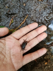 Pseudothelphusa dugesi