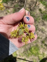 Sassafras albidum