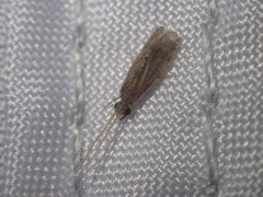 Ecnomidae