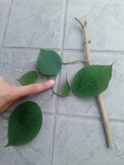 Broussonetia papyrifera