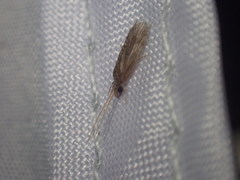 Ecnomidae