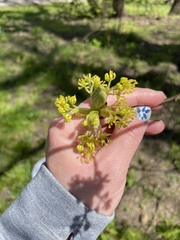 Sassafras albidum