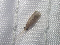 Ecnomidae
