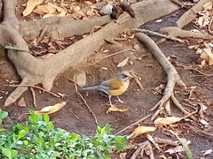 Turdus rufopalliatus