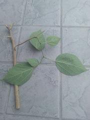 Broussonetia papyrifera