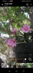 Magnoliopsida