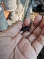 Pseudothelphusa dugesi