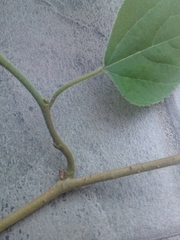 Broussonetia papyrifera