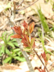 Aronia mitschurinii