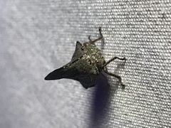 Glossonotus acuminatus