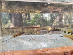 Xiphophorus hellerii