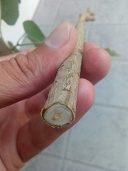 Broussonetia papyrifera