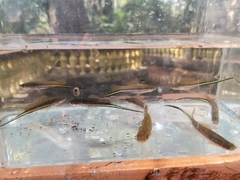 Xiphophorus hellerii