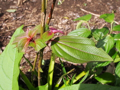 Miconia nervosa