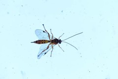 Xanthopimpla rhopaloceros