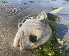 Caranx caninus
