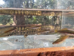 Xiphophorus hellerii