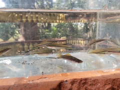 Xiphophorus hellerii