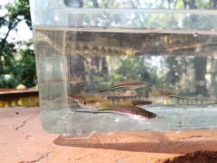 Xiphophorus hellerii