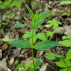 Spigelia marilandica