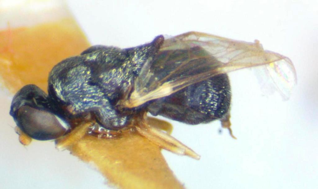 Brachyodina dorsata