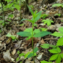 Spigelia marilandica
