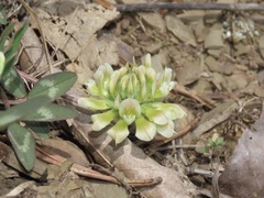 Trifolium virginicum