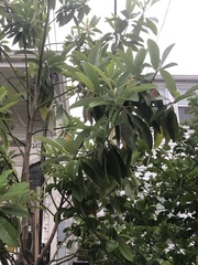 Elaeocarpus decipiens